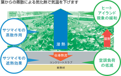 葉からの蒸散による気化熱で気温を下げます