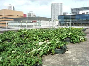 社員参加の苗植え