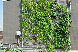 写真：ゴーヤ、ブドウの壁面緑化（9月15日）